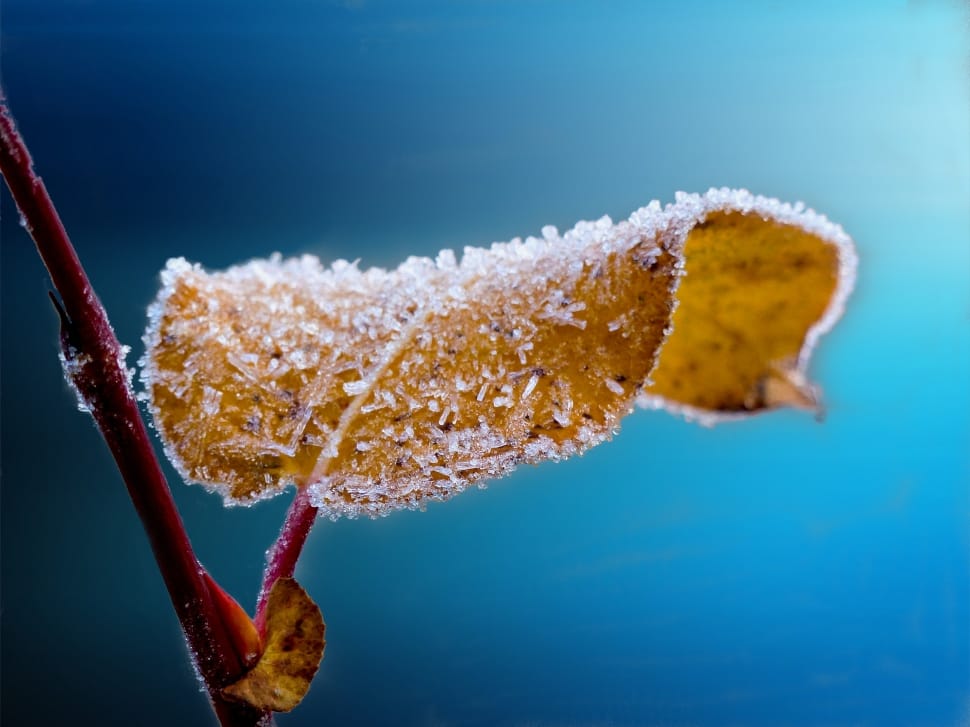 shallow focus photo of snow covered yellow leaf preview