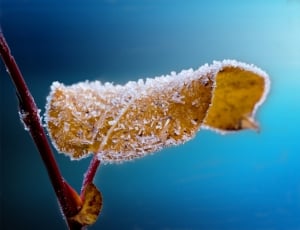 shallow focus photo of snow covered yellow leaf thumbnail