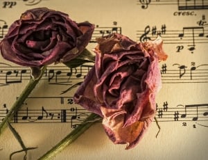 purple dry roses on note sheet thumbnail