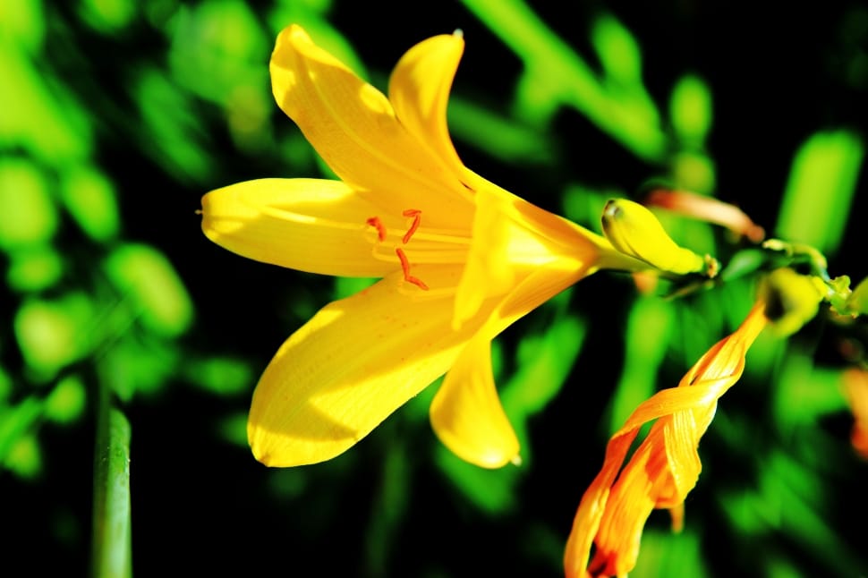 Plant, Yellow, Flower, Yellow Flowers, flower, yellow preview
