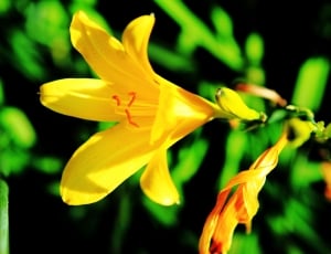 Plant, Yellow, Flower, Yellow Flowers, flower, yellow thumbnail