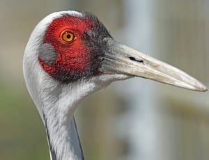 White Neck Crane, Bird, Crane Bird, beak, bird thumbnail