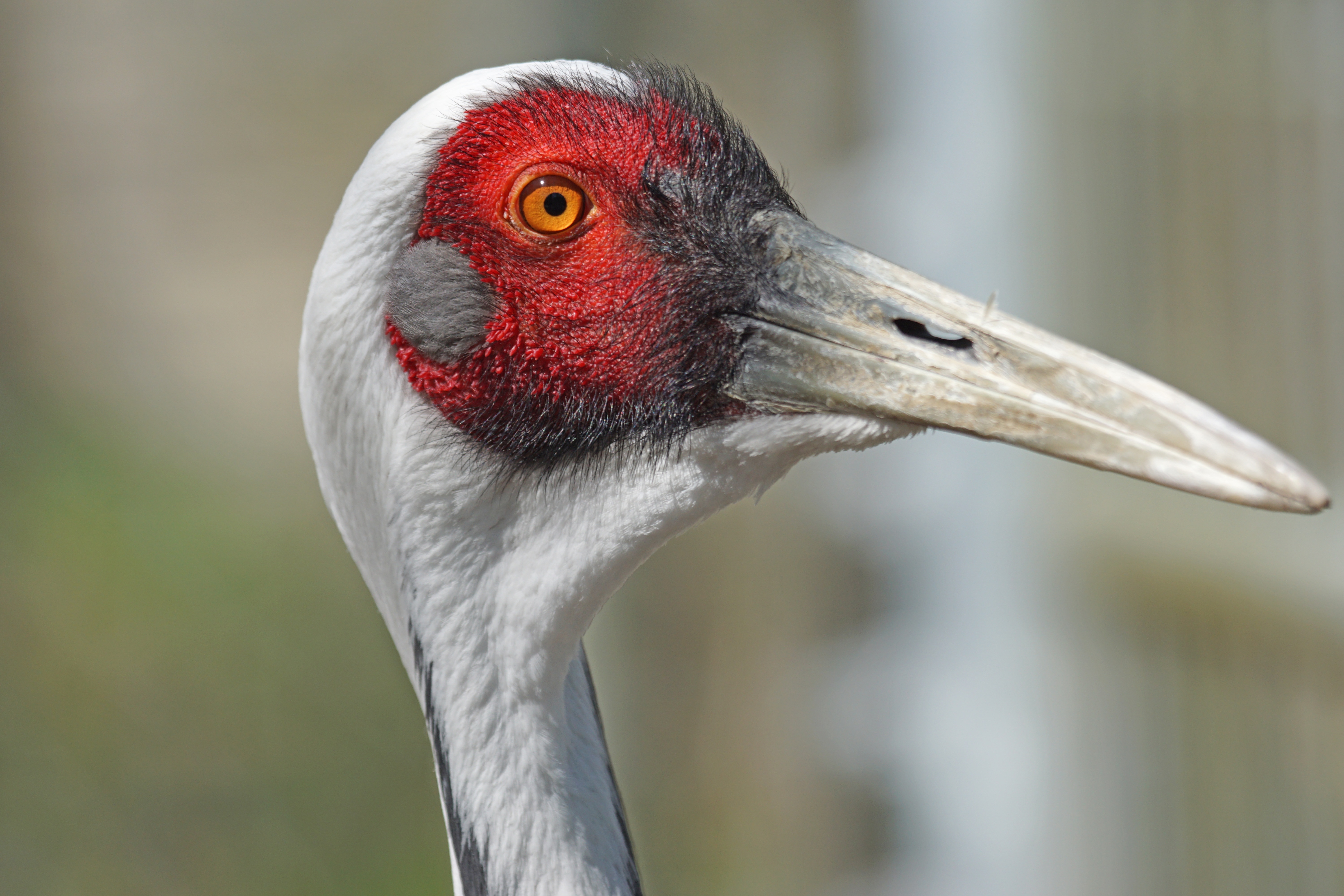 White Neck Crane, Bird, Crane Bird, beak, bird