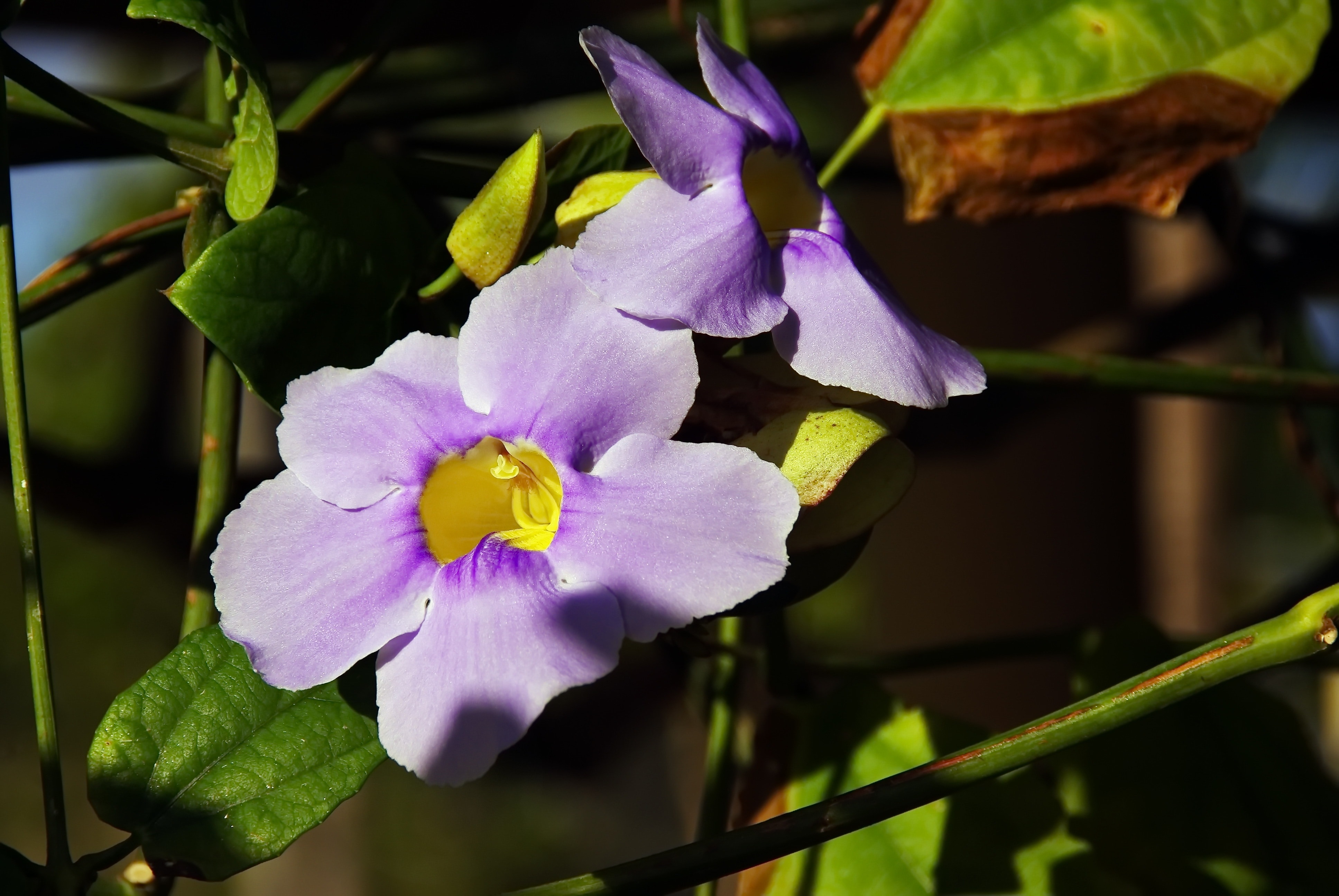 purple 5 petaled flower