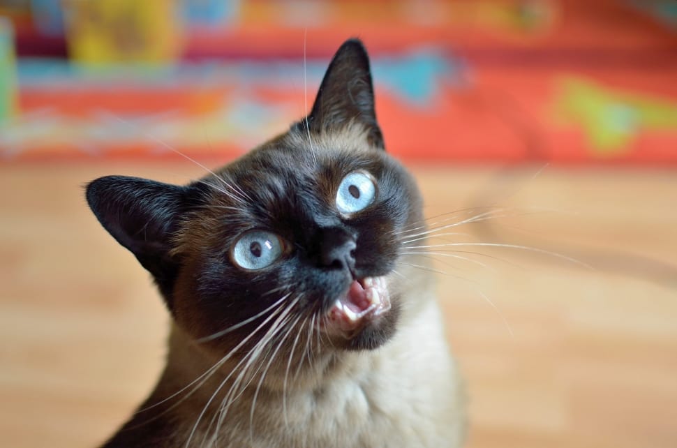Siamese cat showing fangs preview