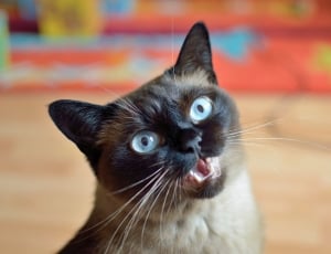 Siamese cat showing fangs thumbnail
