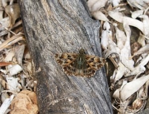 Butterfly, Trunk, Still Life, Brown, animal themes, day thumbnail