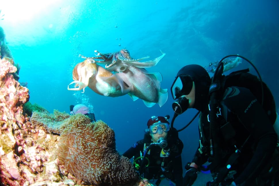 two person wearing underwater equipment in body of water watching octopus preview