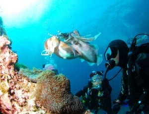two person wearing underwater equipment in body of water watching octopus thumbnail