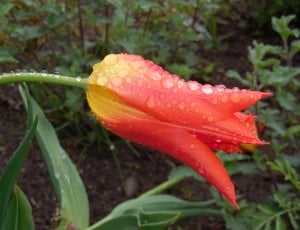 focus photography of red petaled flower with water dew thumbnail