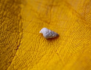 grey shell on yellow textile thumbnail