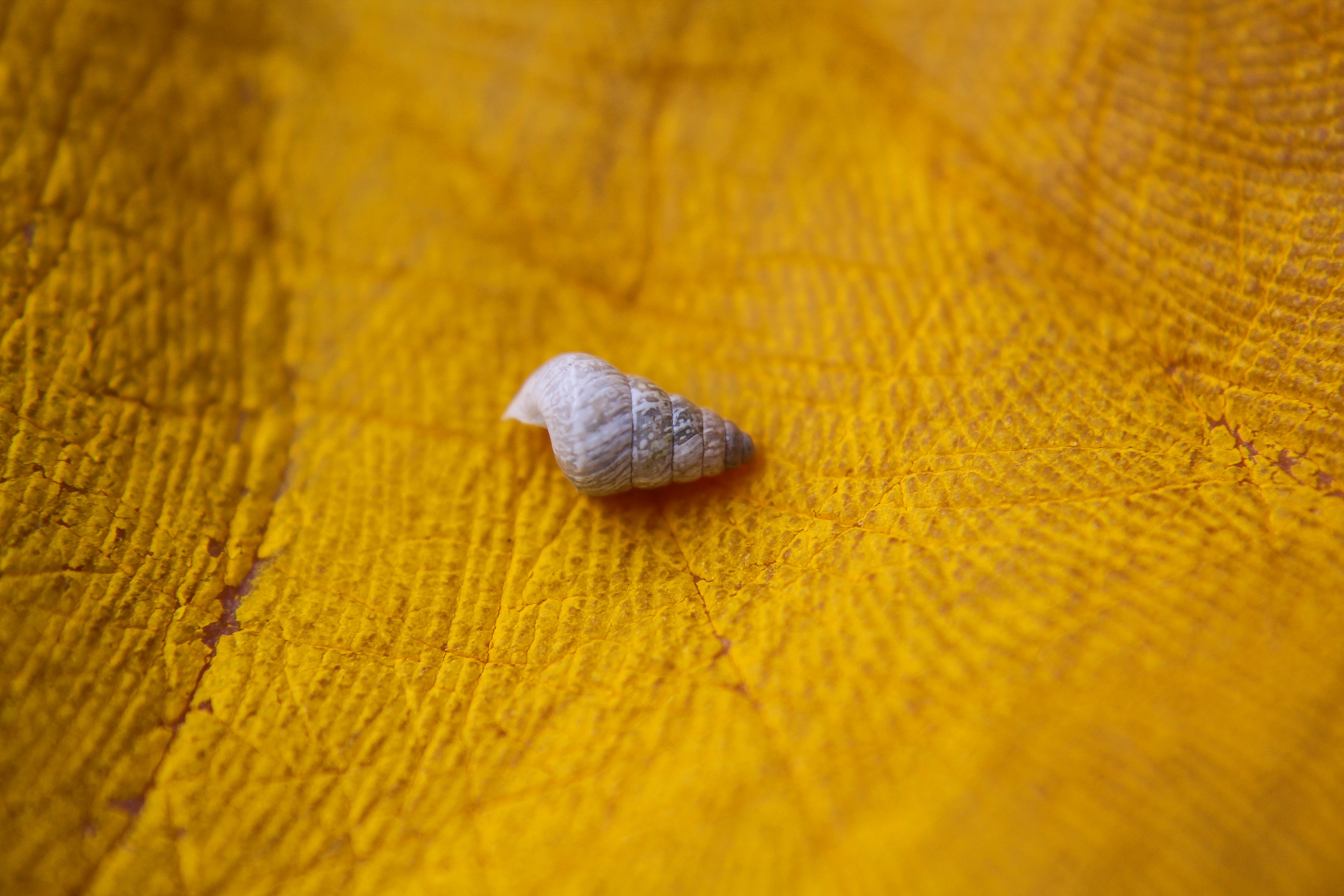 grey shell on yellow textile