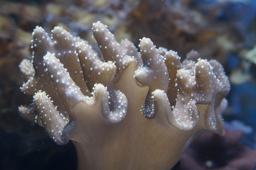 Mollusk, Coral, Invertebrates, Ocean, close-up, underwater preview