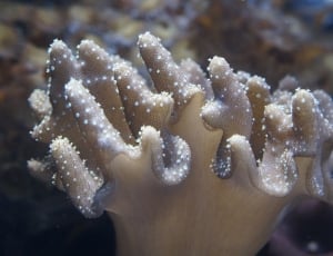 Mollusk, Coral, Invertebrates, Ocean, close-up, underwater thumbnail