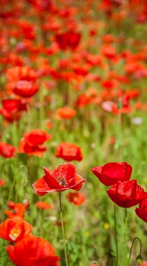 red poppies thumbnail