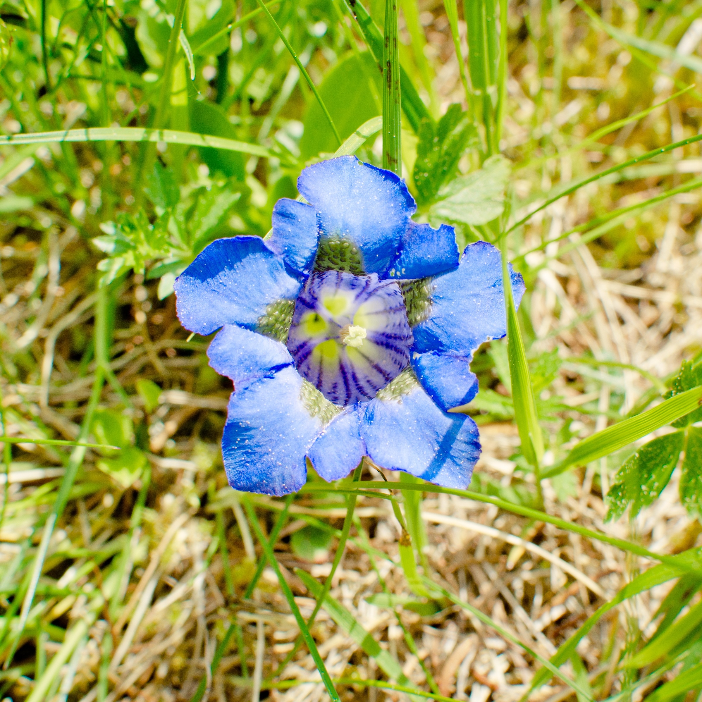 blue yellow purple flower