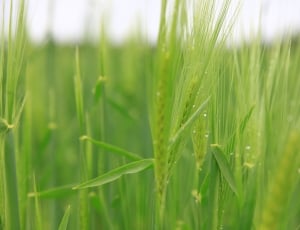 wheat field at daytime thumbnail