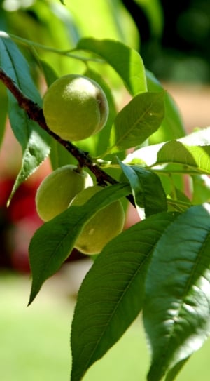 Tree, Fruit, Peach, Peaches, Nature, leaf, fruit thumbnail