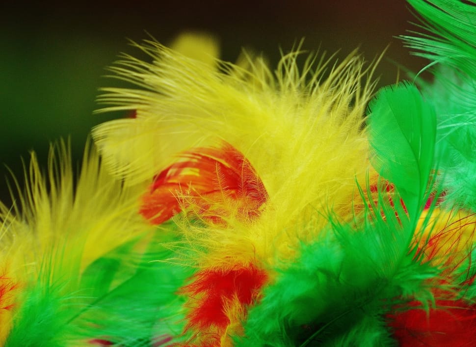 yellow red and green feathers preview