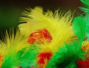 yellow red and green feathers thumbnail