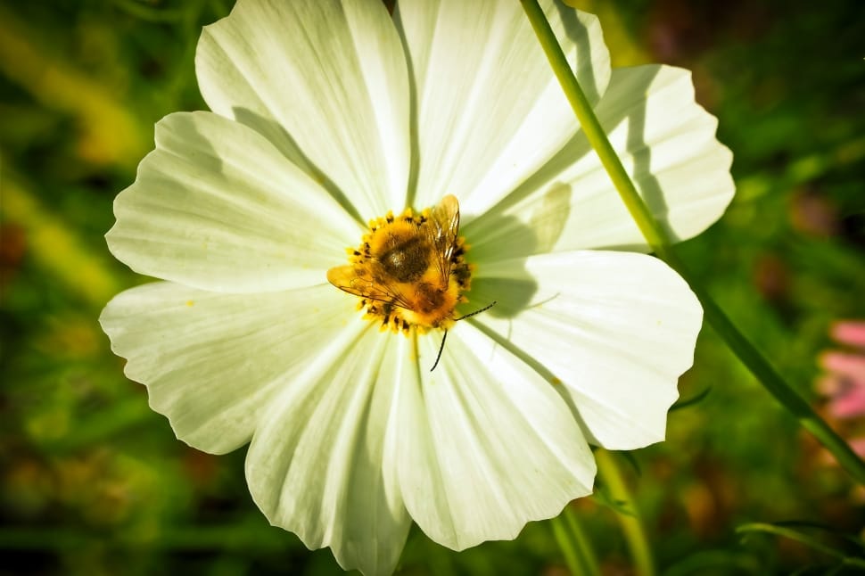 white petal flower and yellow insect preview