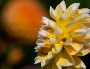 white and yellow flower plant thumbnail