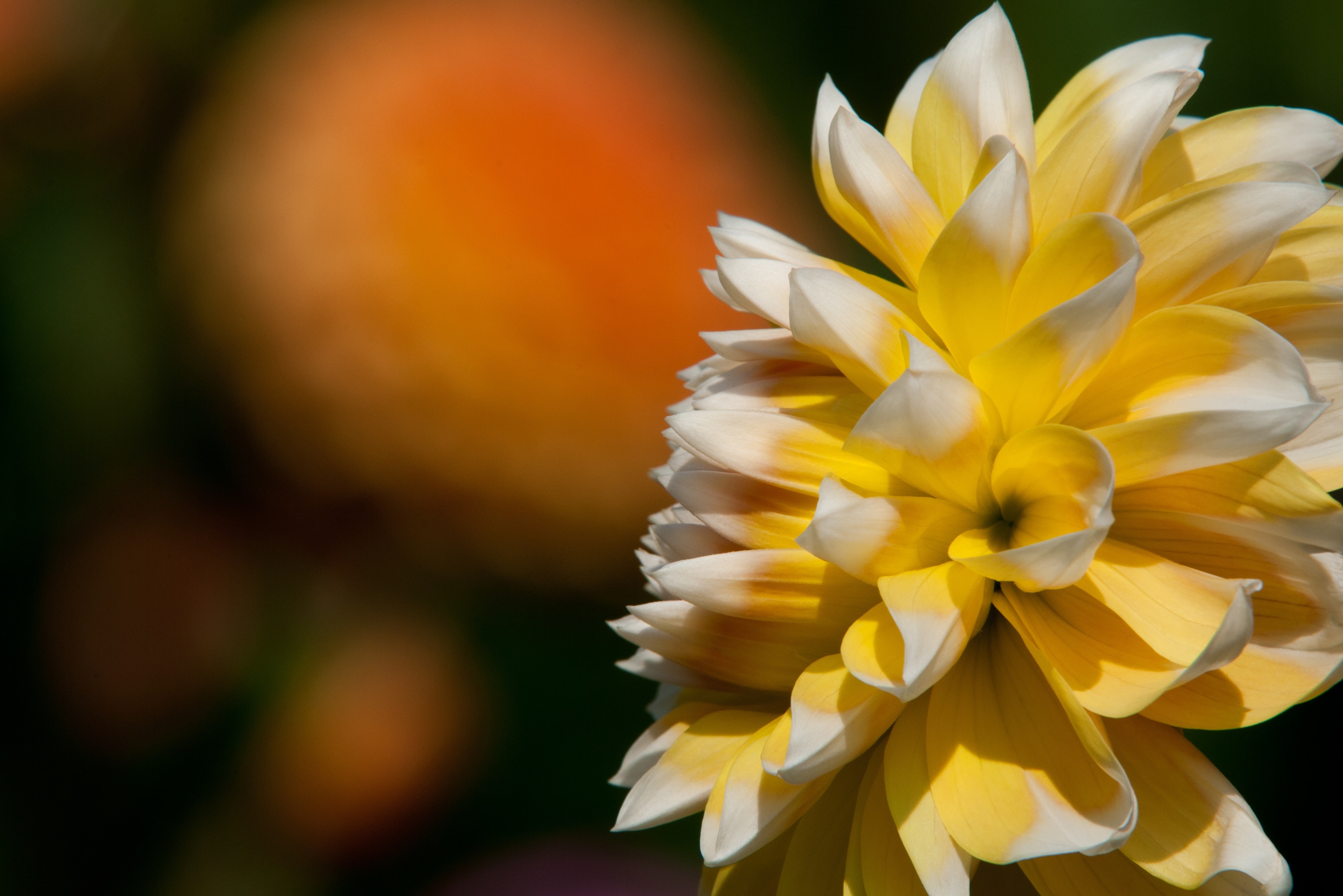 white and yellow flower plant
