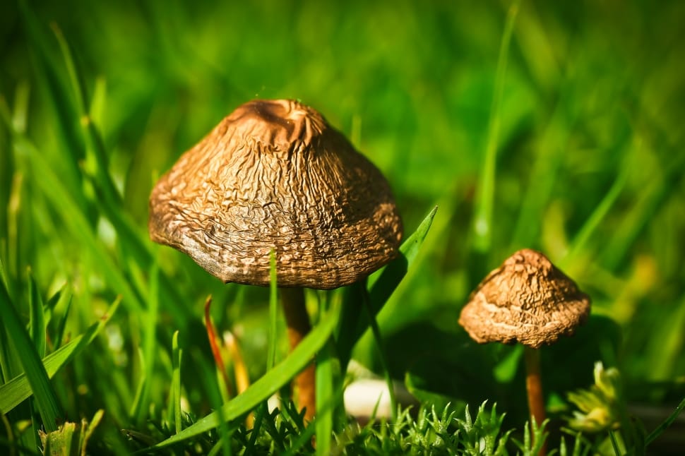Mushroom, Meadow Mushroom, mushroom, fungus preview