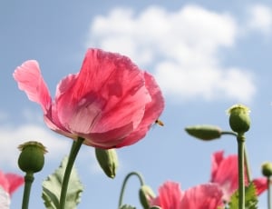 pink flower photo during daytime thumbnail