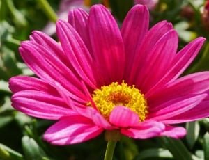 Marguerite, Blossom, Early Bloomer, flower, pink color thumbnail