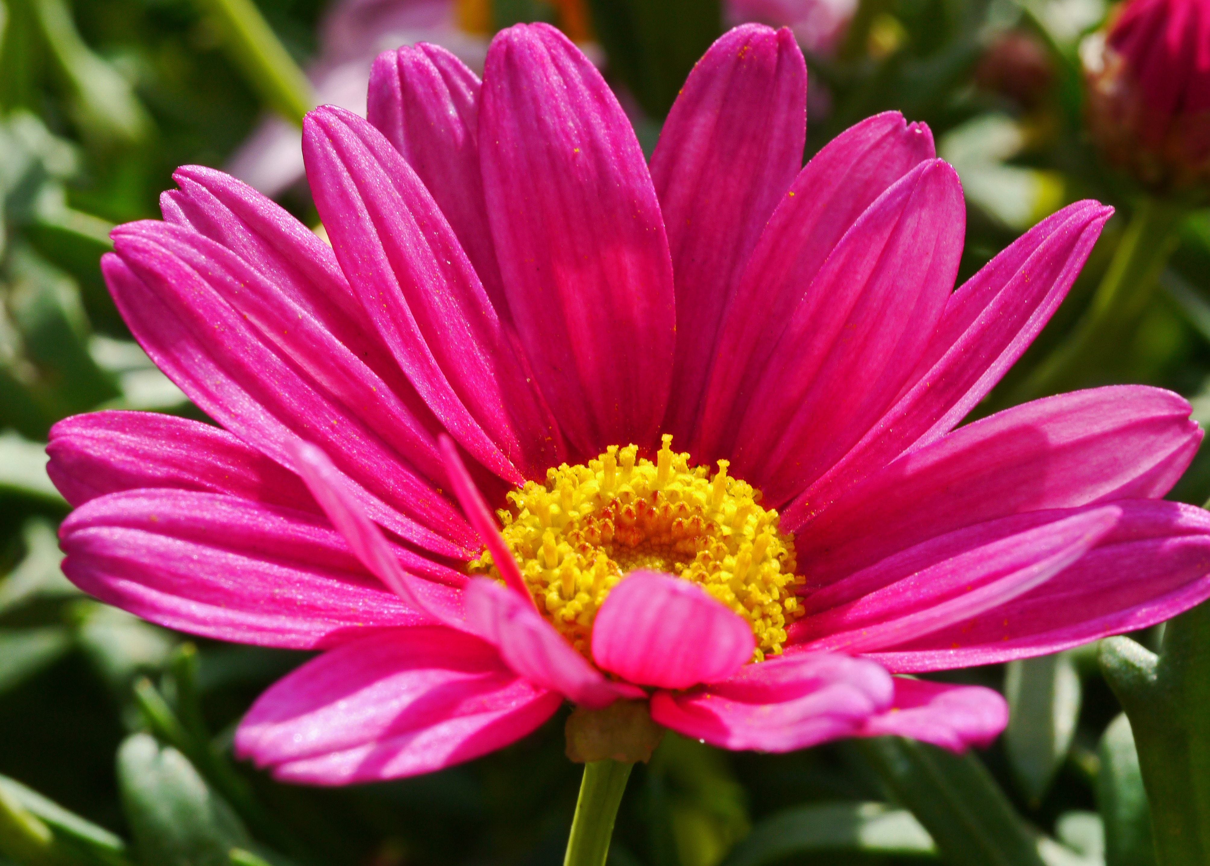 Marguerite, Blossom, Early Bloomer, flower, pink color