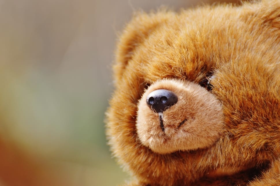Bear, Teddy, Soft Toy, Stuffed Animal, one animal, close-up preview