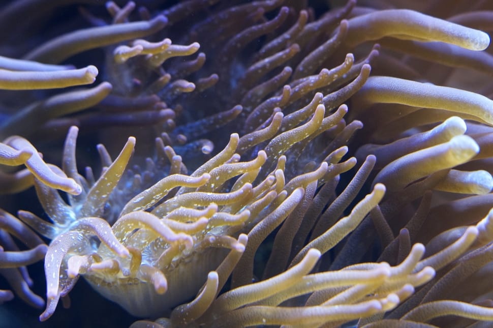 Anemones, Underwater World, Sea Anemones, underwater, sea life preview
