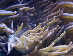 Anemones, Underwater World, Sea Anemones, underwater, sea life thumbnail