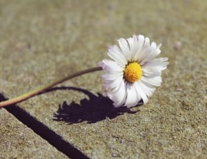 white flower on gray concrete surface during daytime thumbnail