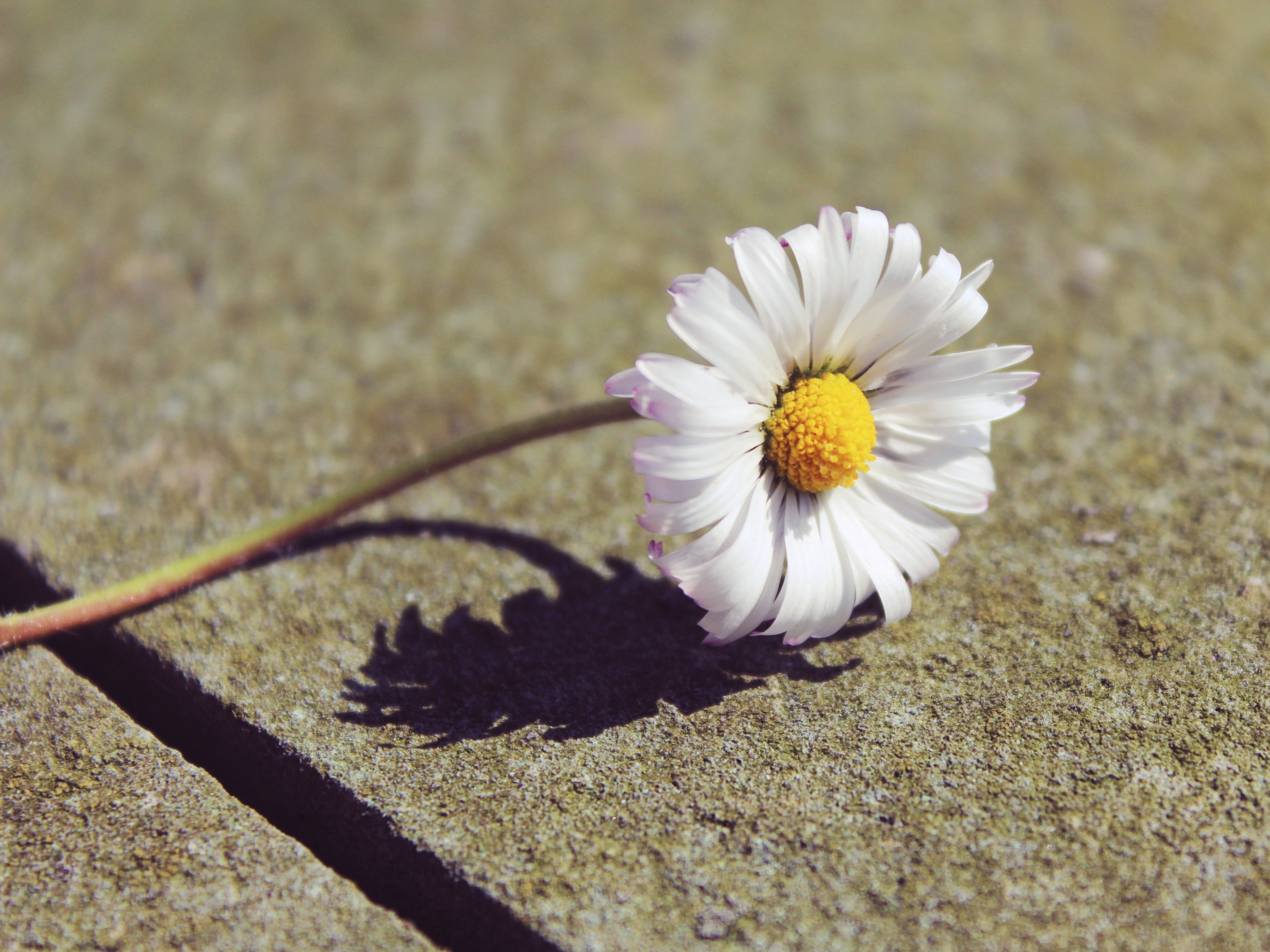 white flower on gray concrete surface during daytime