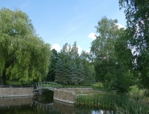 Landscape, Trees, Green, Forests, Pond, tree, forest thumbnail