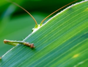green grasshopper at leaves thumbnail