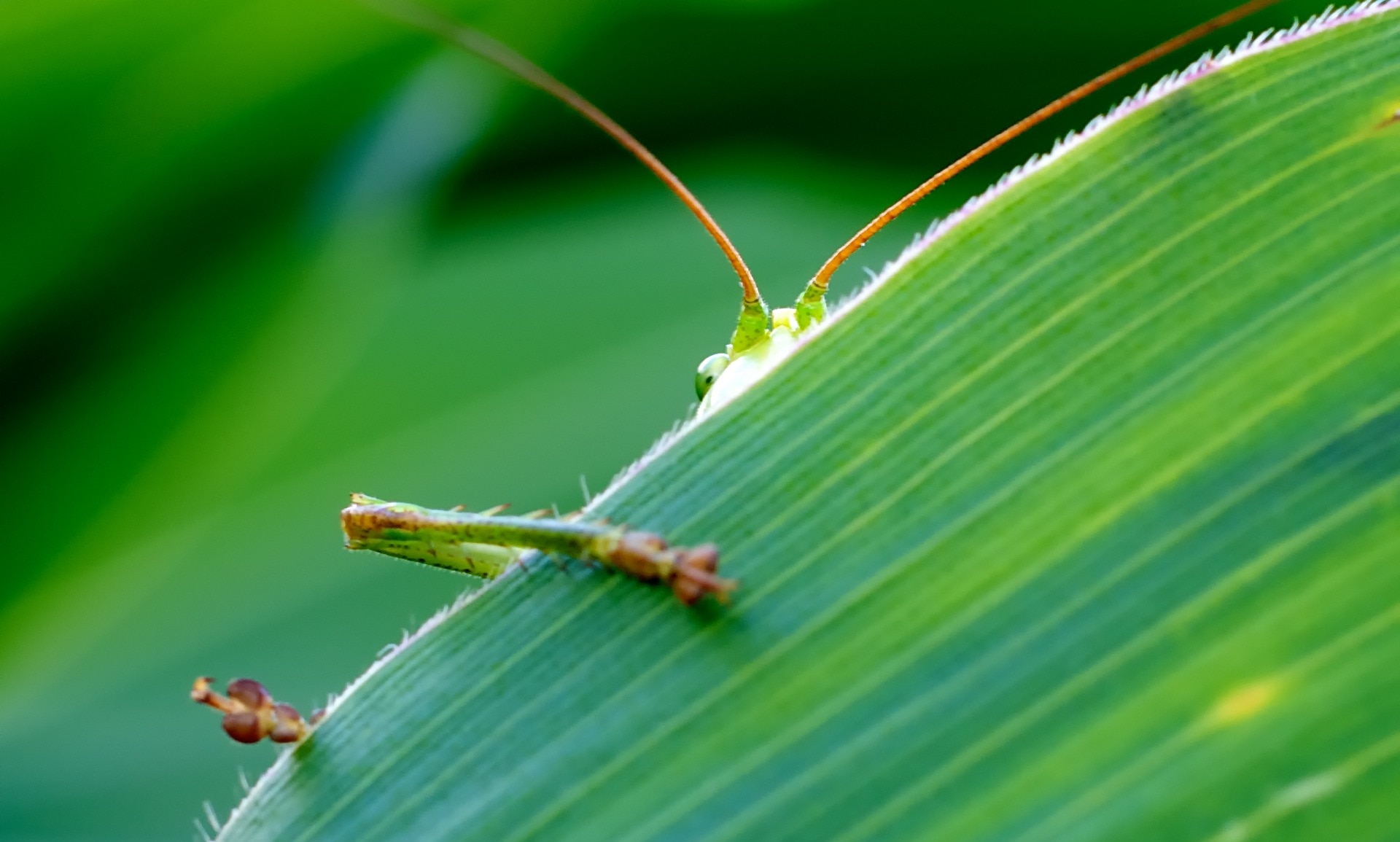 green grasshopper at leaves
