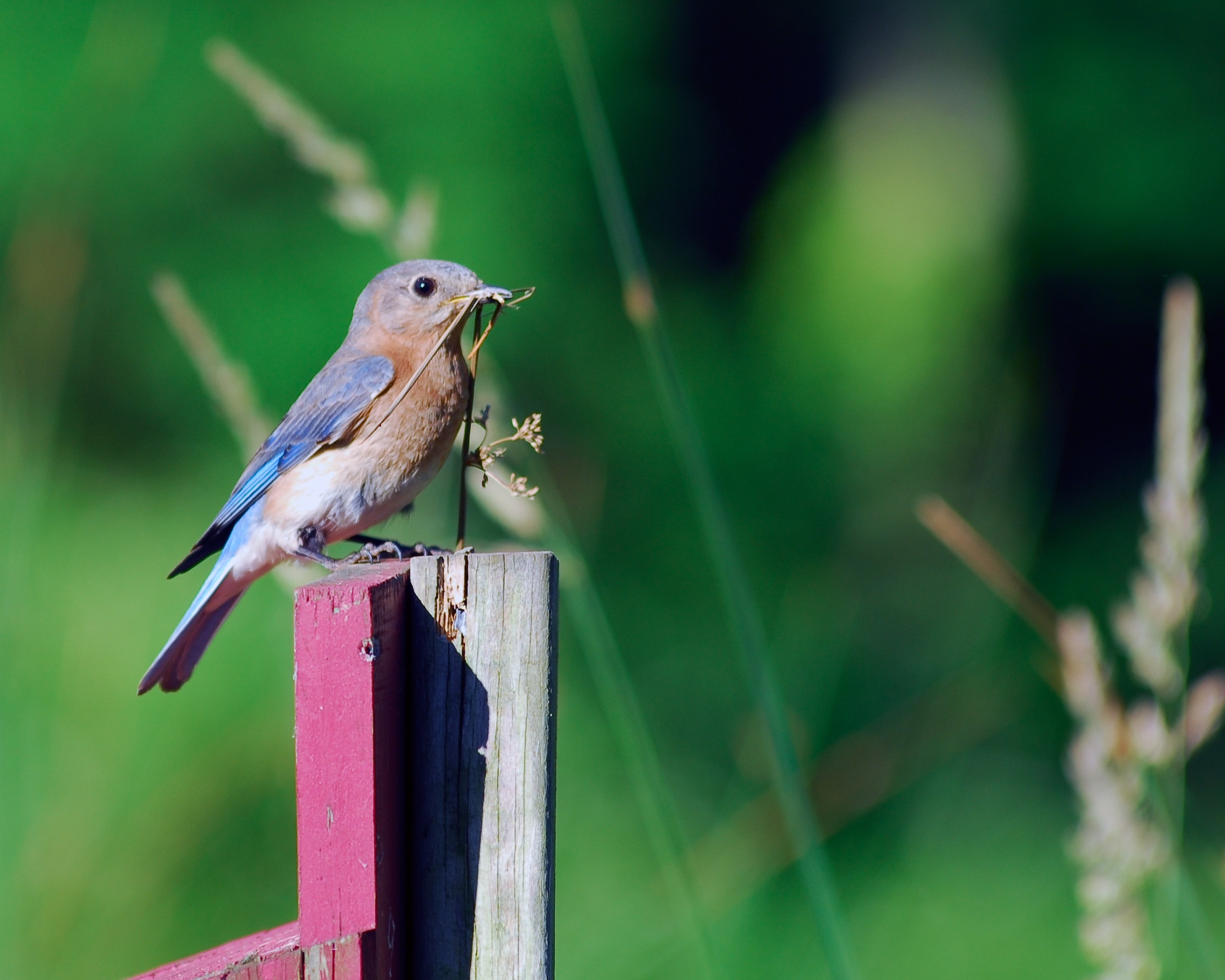 1920x1080 wallpaper | brown feathered bird | Peakpx