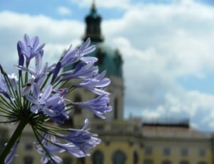 Sky, Monument, The Palace, Castle, flower, purple thumbnail