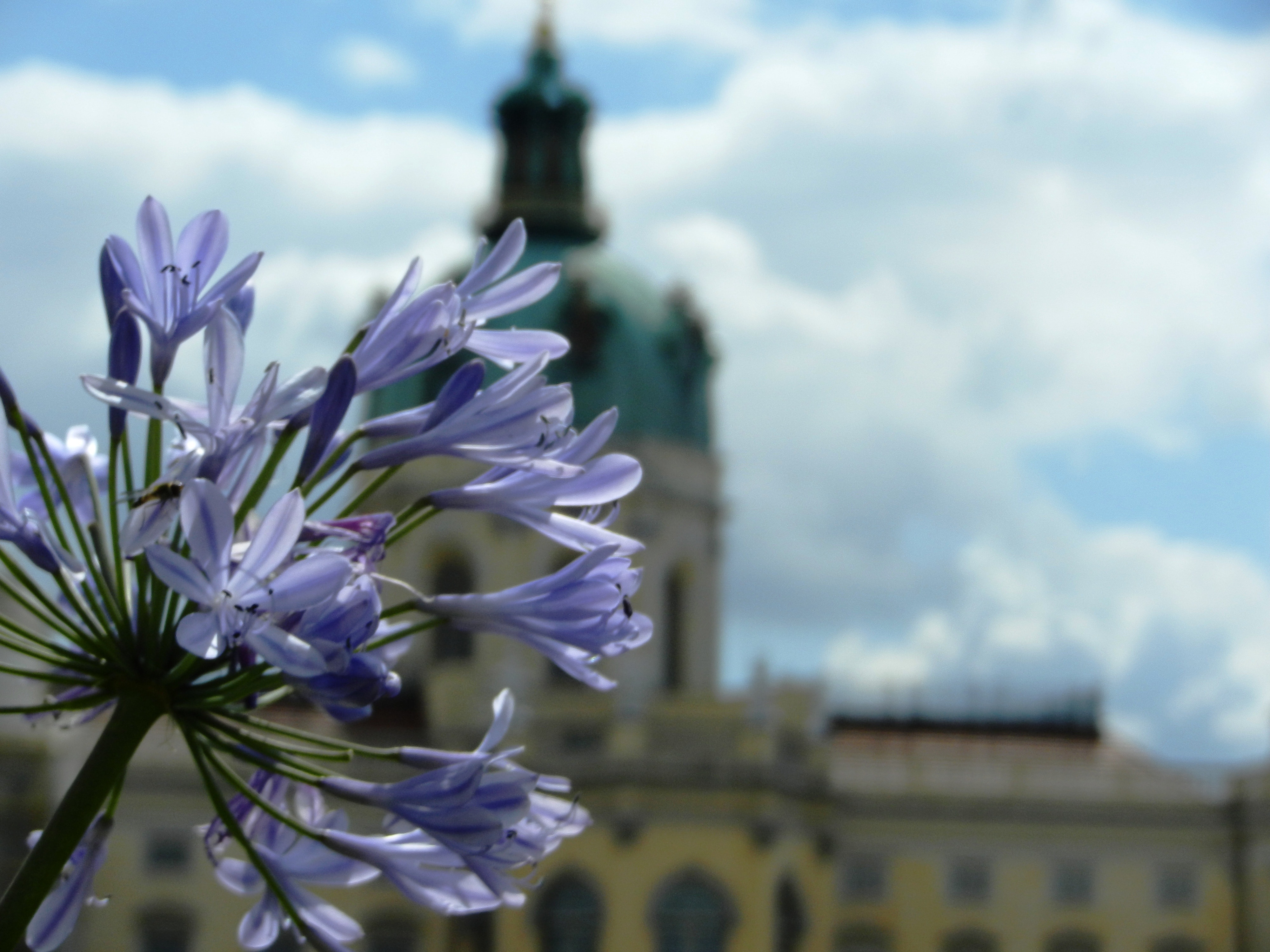 Sky, Monument, The Palace, Castle, flower, purple