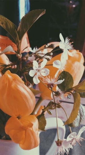 orange and white petaled flower thumbnail