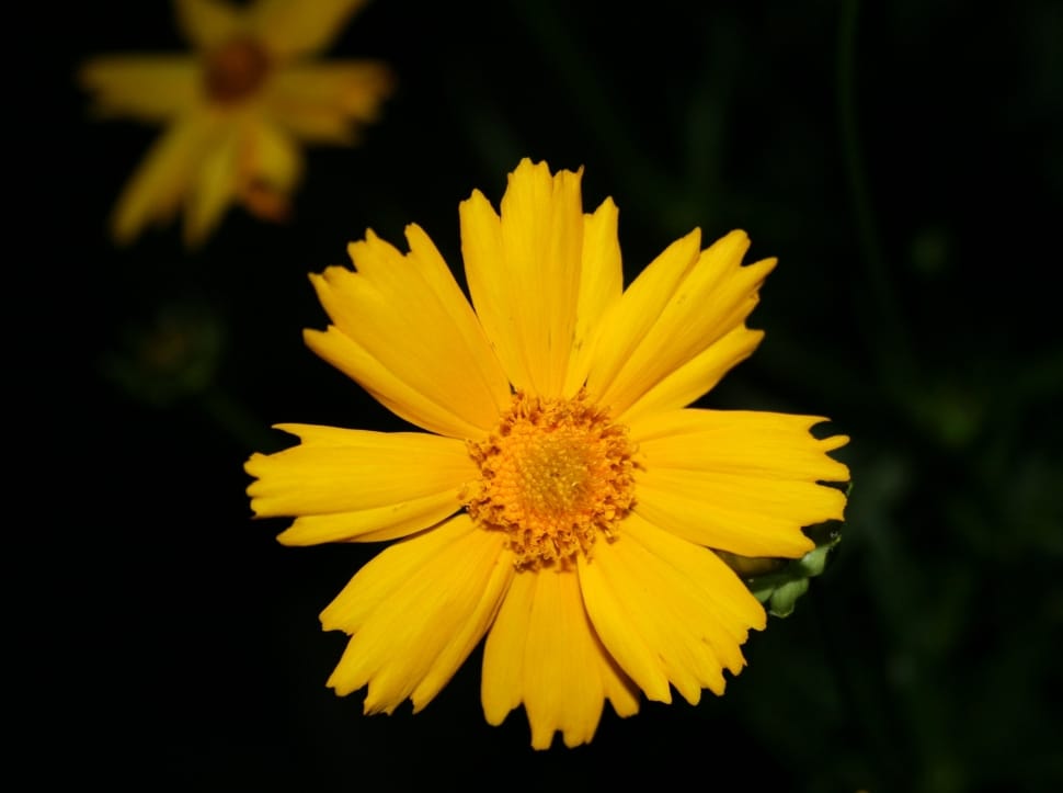 yellow 10 petaled flower preview