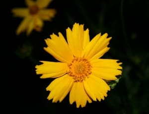 yellow 10 petaled flower thumbnail