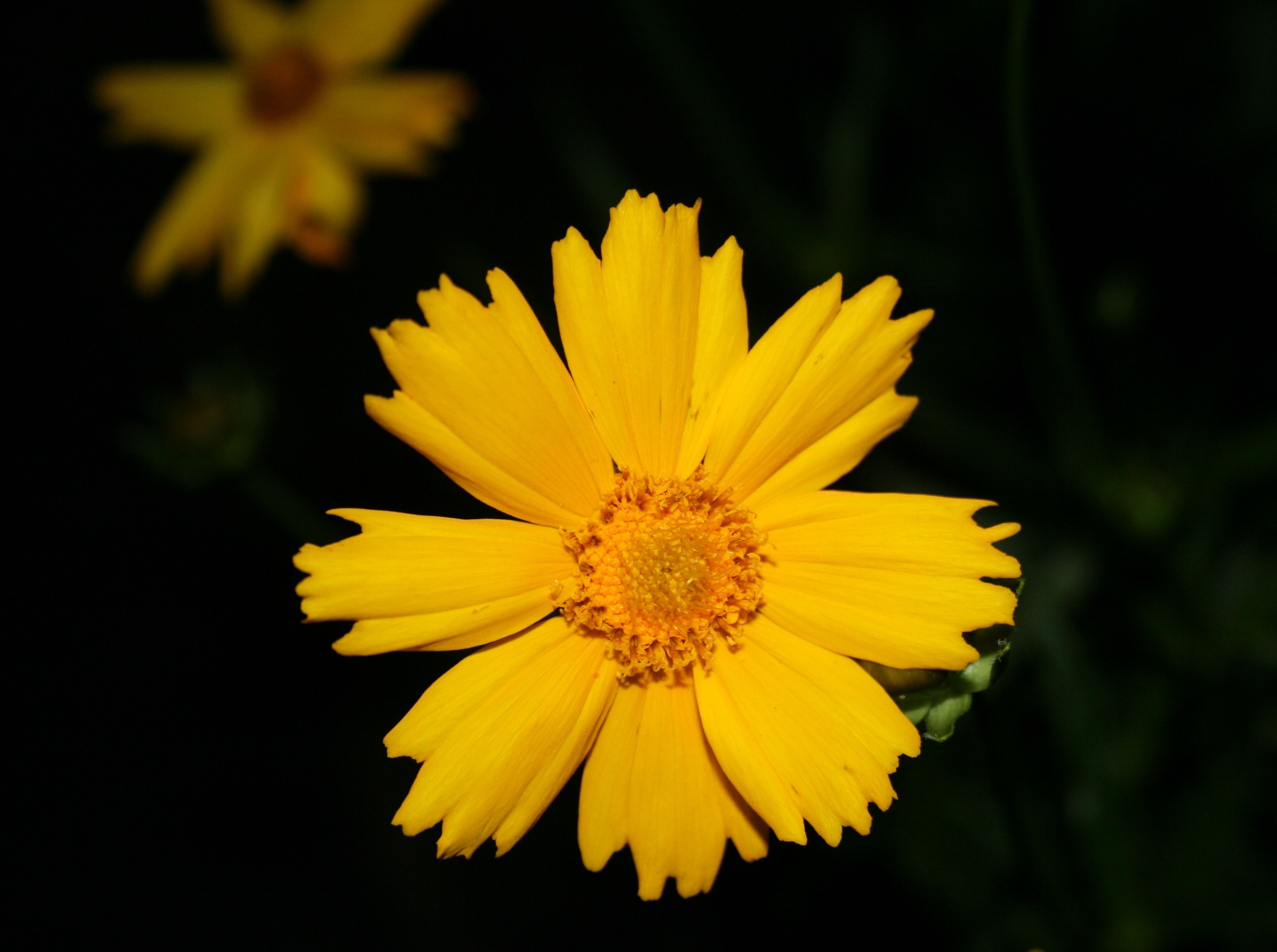 yellow 10 petaled flower