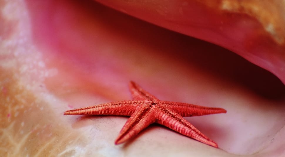 red starfish preview