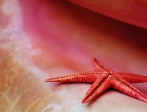 red starfish thumbnail