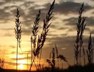 silhouette of grass during sunset thumbnail