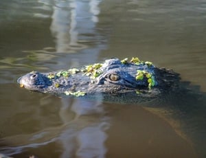 gray alligator thumbnail